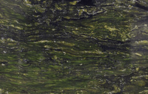 Гранит Verde Dorato — слэб гранита, Индия